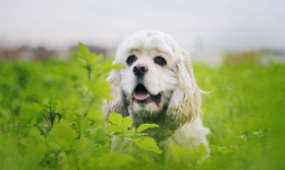 собака мордочка ветки листья