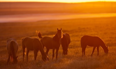 лошади поле закат трава
