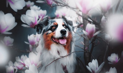 собака довольная цветы весна