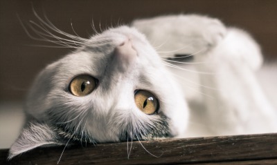 кот белый игривый глаза