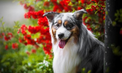 собака язык цветы