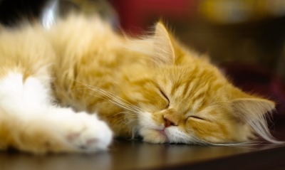 котенок спящий рыженький