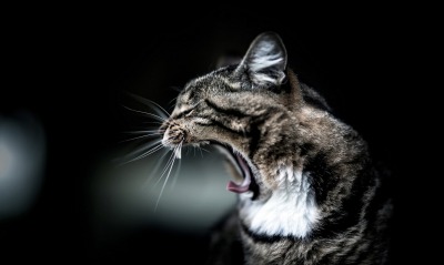 кошка пасть зевает