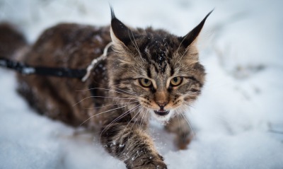кошка злая снег
