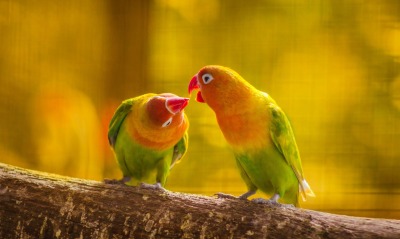 попугаи желтые бревно