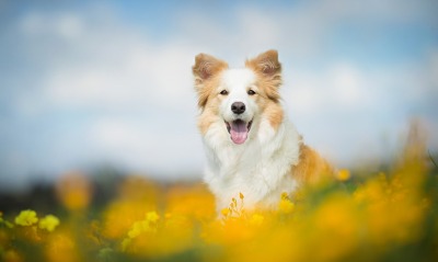 собака счастье цветы небо размытость