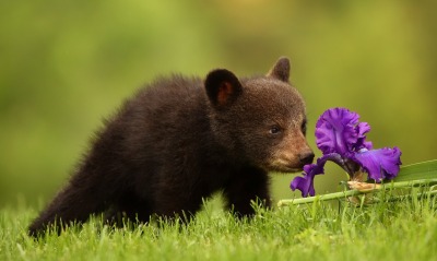 медвежонок милый цветок лужайка