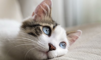 котенок, голубые глаза