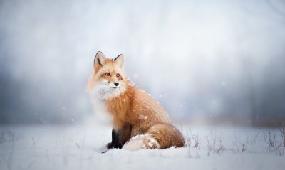 лиса рыжая лиса снег зима
