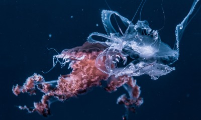 планктон прозрачный глубина океан