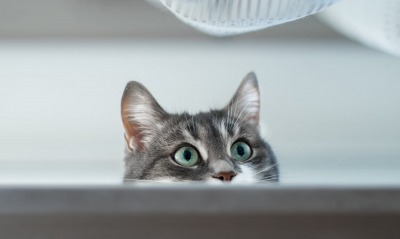 котенок взгляд глаза