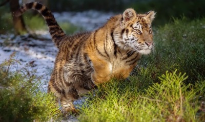 тигр прыжок трава