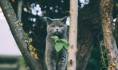 британский кот порода дерево