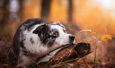 собака бревно лес просвет трава