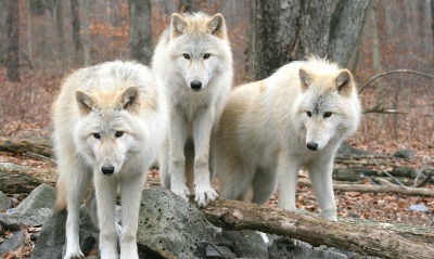 волки, белые