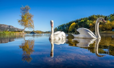 лебеди озеро деревья