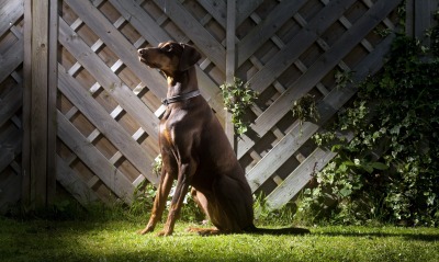 собака доберман на газоне забор