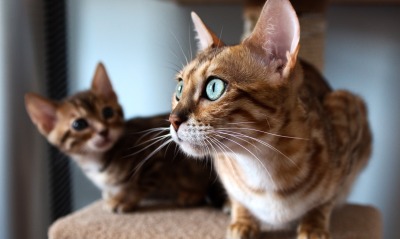 коты рыжие полосатые взгляд морда