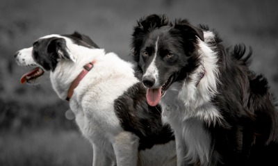 собаки черно-белые язык