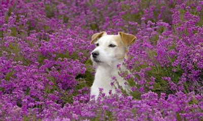 собака поле цветы фиолетовые