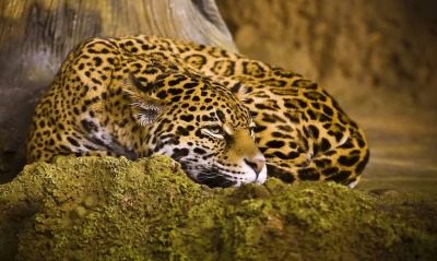 леопард дерево земля