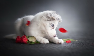 собака роза лепестки