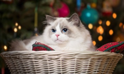 белая кошка кошка плетеная корзина елка елочные игрушки
