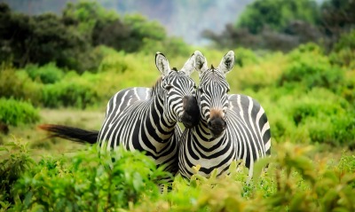 зебры дикие животные заросли деревья