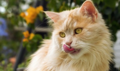 кот рыжий язык пушистый