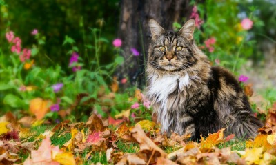 кот пушистый лес трава листья осень