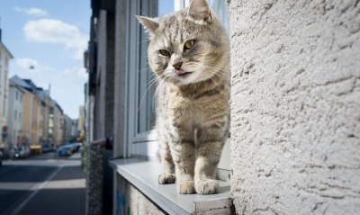 кот окно улица город