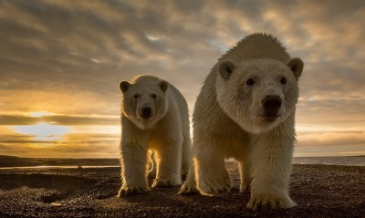 медведи белые медведи песок закат