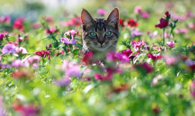 кот цветы поляна зеленые глаза