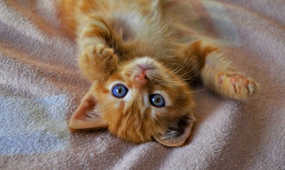 рыжий котенок, голубые глаза