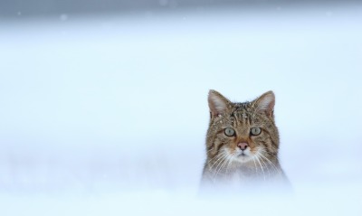 кот снег мордочка усы