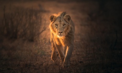 лев степь взгляд