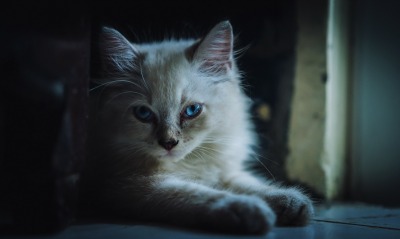 кошка голубые глаза лапки