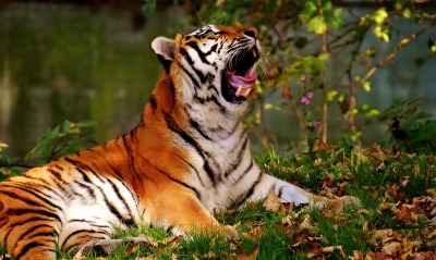 тигр на траве лежит листья