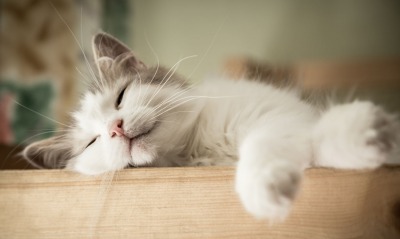 кот пушистый спит