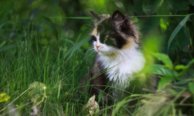котенок трава пушистый