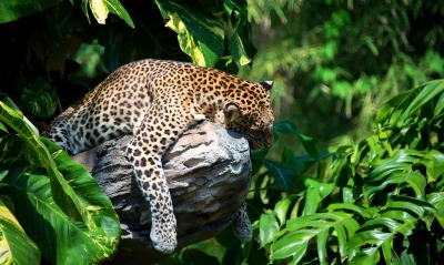 леопард хищник деревья листья
