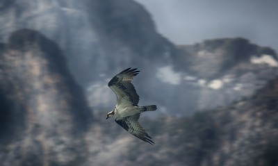 птица хищная птица полет горы