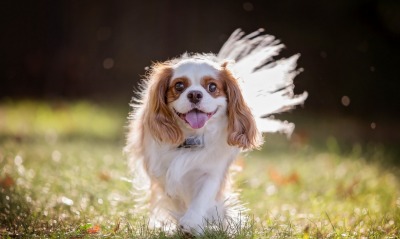 собака радость трава солнце
