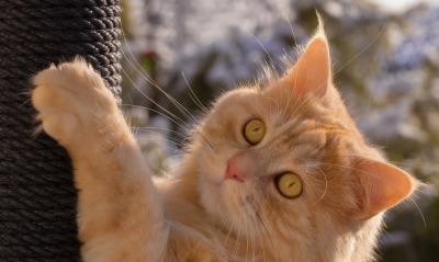 кошка рыжая когтеточка зеленые глаза