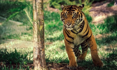 тигр дерево взгляд сосредоточенность