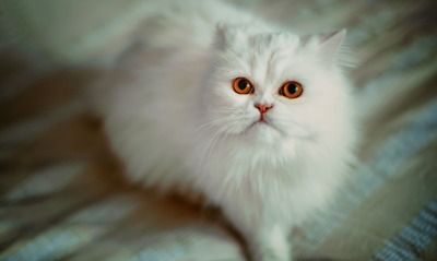 белая кошка пушистая кошка взгляд мордочка