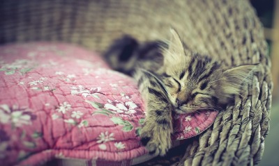 котенок спит корзина одеяло