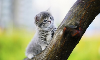 котенок серый котенок дерево