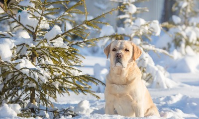 белый пёс собака зима снег ели