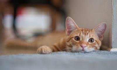 котенок рыжий взгляд на полу